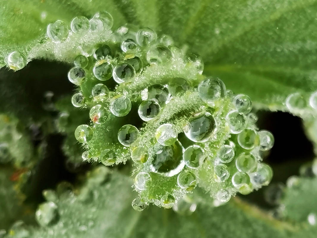 Alchemilla mollis